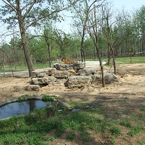 Siberian tiger exhibit