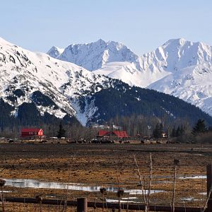 Wood Bison Exhibit AWCC