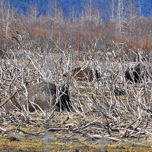 Wood Bison in the brush.