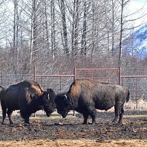 Wood Bison