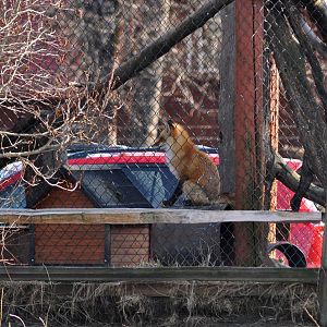 Red Fox Exhibit