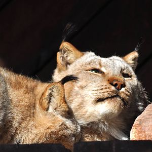 Canada Lynx