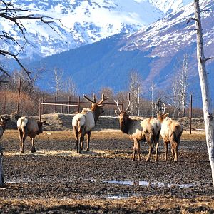 Roosevelt Elk