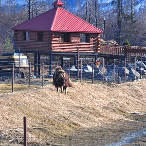 Wetland Overlook (Spring Renovations) and Musk Ox Exhibit