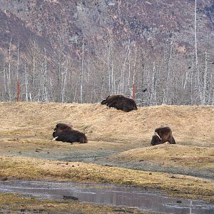 Musk Oxen
