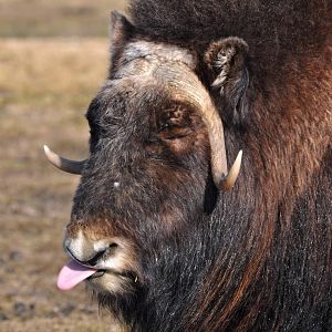 Musk Ox