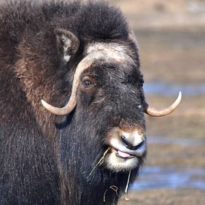Musk Ox