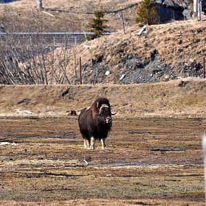 Greenland Musk Ox Exhibit.
