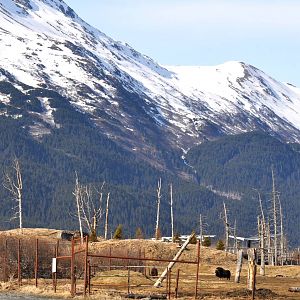 Musk Ox Exhibit, with Black and Brown Bear Exhibits beyond.
