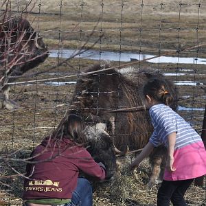 Musk Ox and Guests.