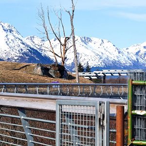 New BEARS walkway over Black Bear and Brown Brown Bear Exhibits.