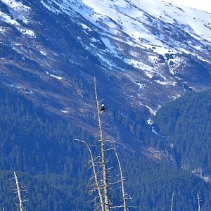 Bald Eagle (wild) over Brown Bear Exhibit.