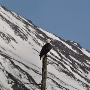 Wild Bald Eagle.