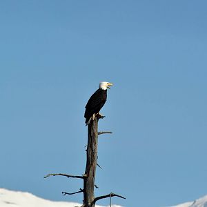 Bald Eagle calling.