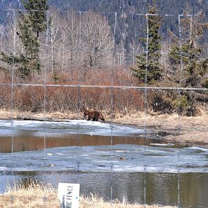 Brown Bear Exhibit.