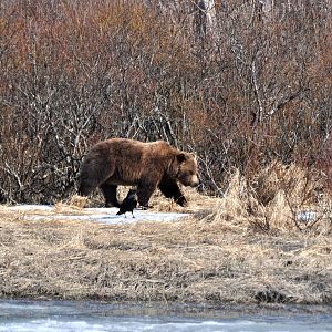 Brown Bear and Common Raven