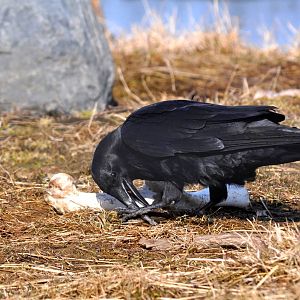 Common Raven scavenging in Brown Bear Exhibit.