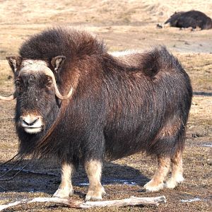 Musk Ox.