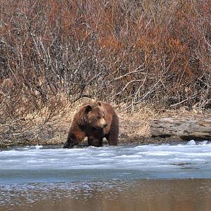 Alaskan Brown Bear.