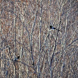 Black-billed Magpies - Alaska
