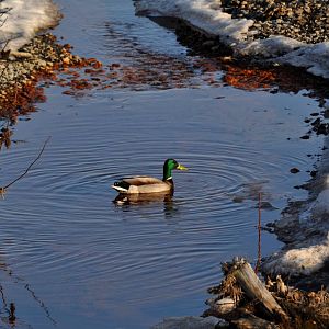 Mallard - Alaska