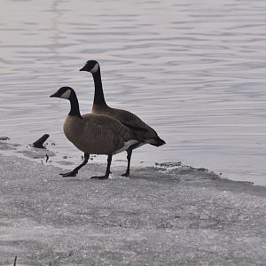 Canada Geese - Alaska