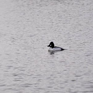 Common Goldeneye - Alaska