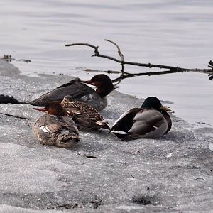 Mergansers and Mallards - Alaska