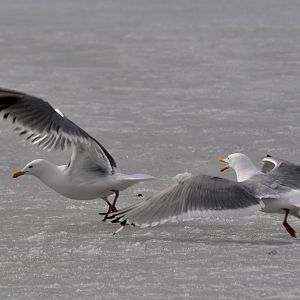 Gulls - Alaska