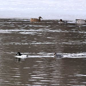 Waterfowl - Alaska