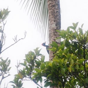 Lineated Woodpecker in Tortuguero, 14/04/14