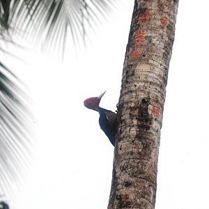 Pale-billed Woodpecker in Tortuguero, 14/04/14