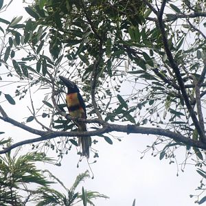 Collared Aracari in Tortuguero, 14/04/14
