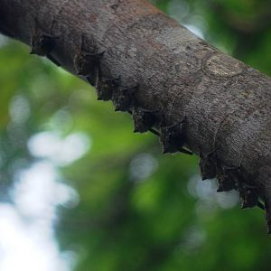 Brazilian Long-nosed Bats in Tortuguero, 14/04/14