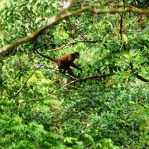 Geoffroy's Spider Monkey in Tortuguero, 14/04/14