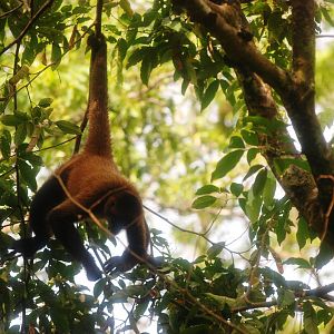 Geoffroy's Spider Monkey in Tortuguero, 14/04/14