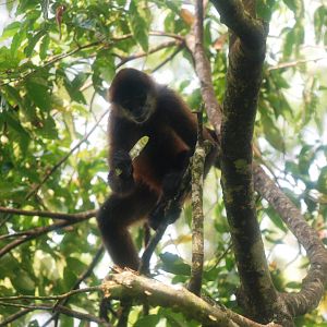 Geoffroy's Spider Monkey in Tortuguero, 14/04/14