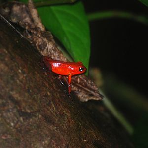 Strawberry Poison Arrow Frog in Tortuguero, 14/04/14