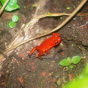 Strawberry Poison Arrow Frog in Tortuguero, 14/04/14
