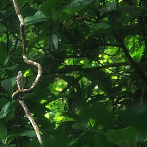 Roadside Hawk in Tortuguero, 14/04/14