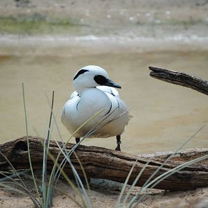 Smew