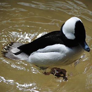 Bufflehead