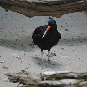 Black Oystercatcher