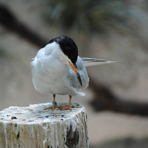 Forster's Tern