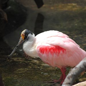 Roseate Spoonbill