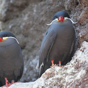 Inca Terns