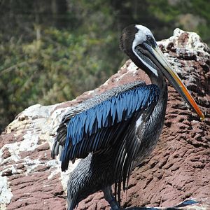 Peruvian Pelican
