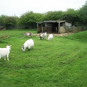 Pygmy Goat paddock, 1st May 2014