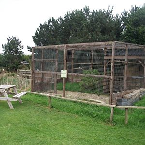 Barn Owl aviary, 1st May 2014