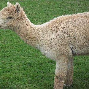 Alpaca, 1st May 2014